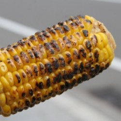 Grilovani kukuruz